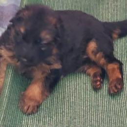 German Shepherd Puppies from Minerd Ranch