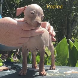 Poofed - Chocolate American Hairless Terrier puppy in Cleveland, Texas from Poise Aussies & American Hairless Terriers