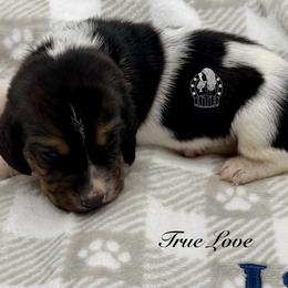 True Love - Black white and brown male Basset Hound puppy in Dingess, West Virginia from Tuckers' Howling Hounds