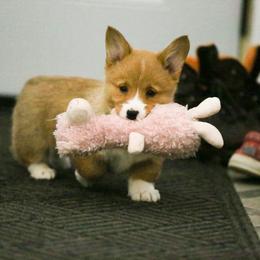 Female 1 - Red female Pembroke Welsh Corgi puppy in Hale, Michigan from All Hale Corgis
