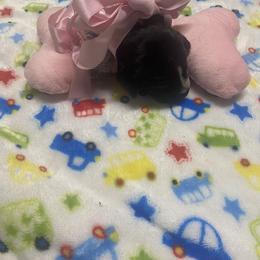 Puppy 4 Yellow Available - Black roan female German Shorthaired Pointer puppy in Hardeman County, Tennessee from Howell Farm GSP