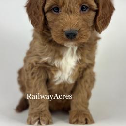 Lady - Red  female Goldendoodle puppy in Milford, Indiana from Railway Acres Kennel