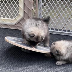 Keeshond Puppies from Peregrine Keeshond