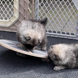 Keeshond Puppies from Peregrine Keeshond