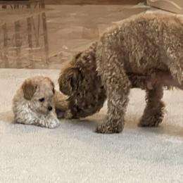 Poodle Puppies from ItalianToyPoodles