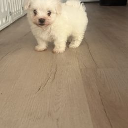 Maltese Puppies from Bichoncitos Malteses ❤️