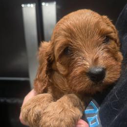 Girl 2 - Red female Cavapoo puppy in Knoxville, Tennessee from Shannan's Cavapoos