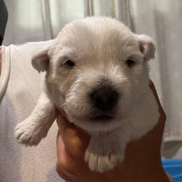 Boy 3 - male West Highland White Terrier puppy in Oregon City, Oregon from Emily's West Highland White Terriers