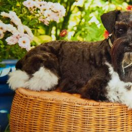 Miniature Schnauzers from SilWin Miniature Schnauzers