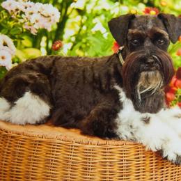 Miniature Schnauzers from SilWin Miniature Schnauzers