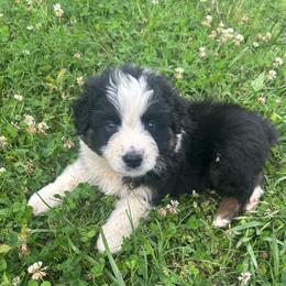 CARLOS - Black tri-color male Australian Shepherd puppy in Sheridan, Arkansas from Runnin’ Wild Ranch Aussies