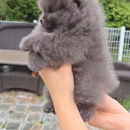 Blue - Blue male Pomeranian puppy in Westminster, Colorado from VanityPom’s