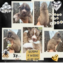 Sedona - Red and white female Siberian Husky puppy in Florence, Kentucky from Moonlight Howl Huskies