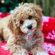 Flounder - Cavachon puppy from Liberty Pups