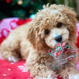 Flounder - Cavachon puppy from Liberty Pups