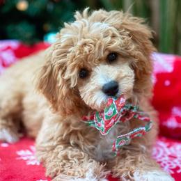 Flounder - Cavachon puppy from Liberty Pups
