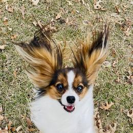 Ava - Papillon