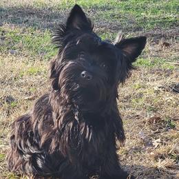 Raven - Yorkshire Terrier