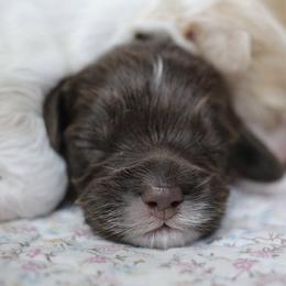 Cockapoo Puppies from Darling Doodles