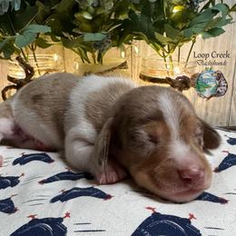 Dandy - Dapple male Dachshund puppy in Fayetteville, West Virginia from Loop Creek Dachshunds