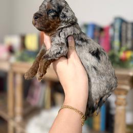 Toby - Merle male Goldendoodle puppy in Spring Hill, Florida from Parisian Puppies