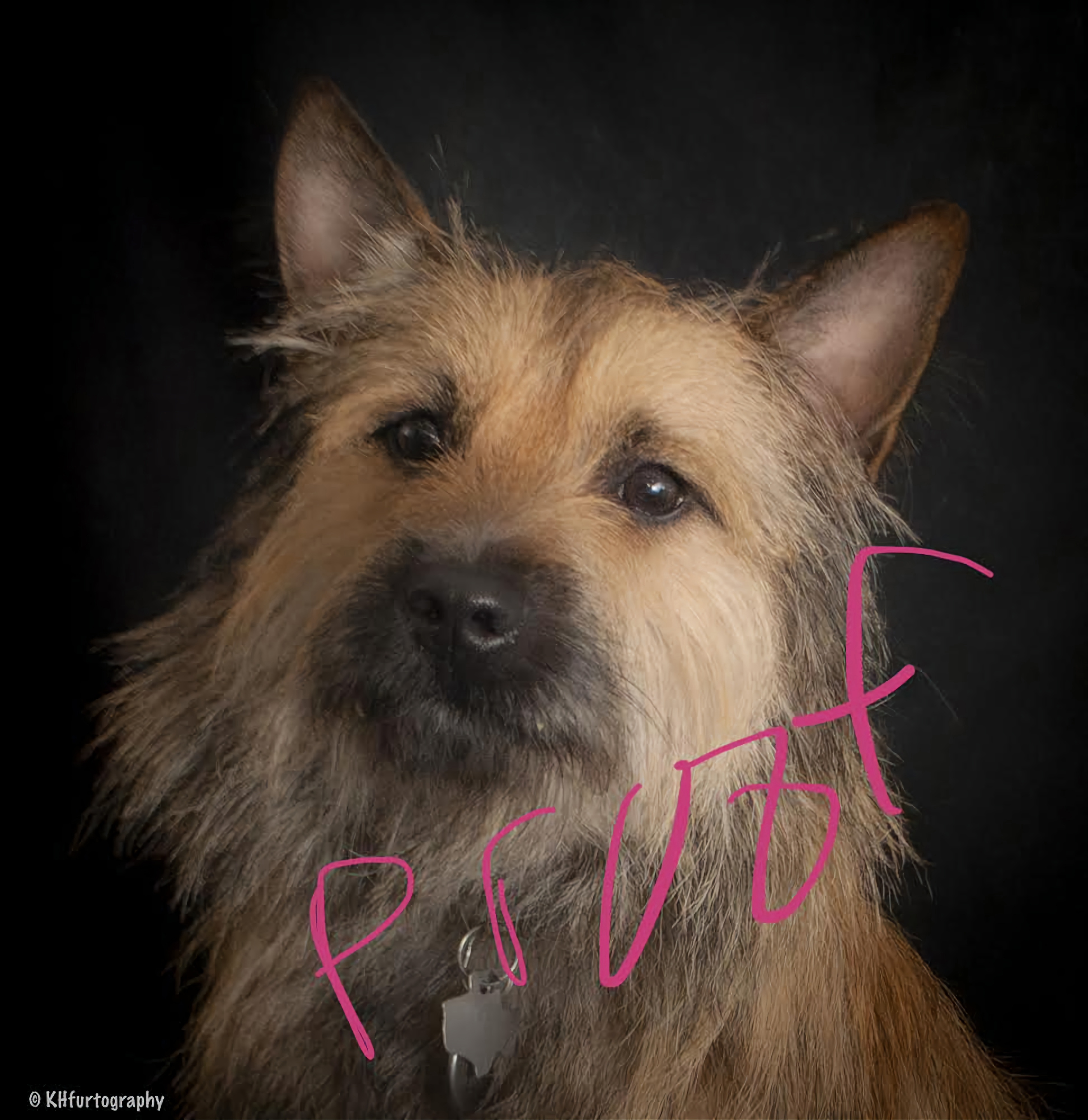Cairn Terrier All Grown Up from Mama Citas Family