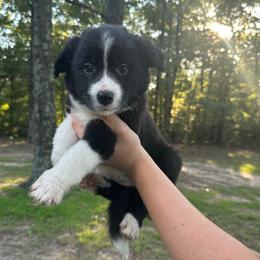Charity - Black and white female Border Collie puppy in Jonesboro, Arkansas from Hampton Border Collies