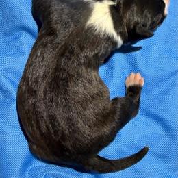 Girl 3 - Black female American Staffordshire Terrier puppy in Spring Branch, Texas from Bold & Beautiful Amstaffs