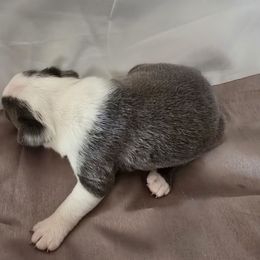 Girl 3 - Blue female Boston Terrier puppy in Anson, Texas from Adrienne Campbell's Boston Terriers