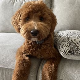 Roxy - Goldendoodle
