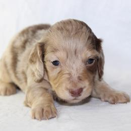 Binx - Dapple male Dachshund puppy in Powderly, Texas from Kuttin’ Up Mini Aussies