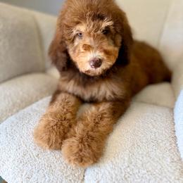 Fred - Phantom male Goldendoodle puppy in Twin Falls, Idaho from Burrow & Bone