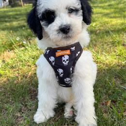 Forrest - male Australian Mountain Doodle puppy in Claremont, North Carolina from Magnolia Grove Farms