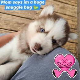 Red collar boy - Red and white male Siberian Husky puppy in Terre Haute, Indiana from April's Huskies