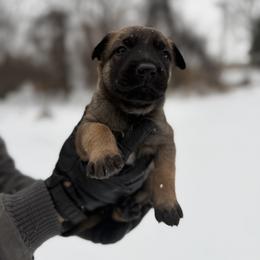 Belgian Malinois and German Shepherd Puppies from Abenteurer German Shepherds & Belgian Malinois