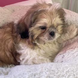 Puppy 2 - Silver gold and white female Shih Tzu puppy in Kingsley, Michigan from Joseph's Shih Tzus