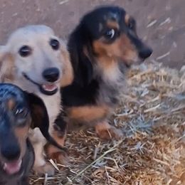 Dachshunds from Codie Nash