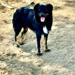 Ellie - Miniature Australian Shepherd