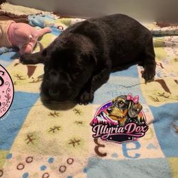 Gloria - Sable female German Shepherd puppy in Livingston, Kentucky from Illyria Dox & GSD