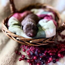 Labrador Retriever Puppies from Knotty Creek Labradors