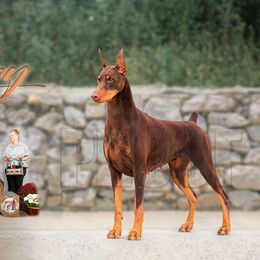 Happy - Doberman Pinscher