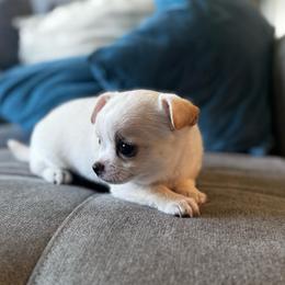 TBD 2 - Cream and white female Chihuahua puppy in Davenport, Florida from Clan Cordovathone
