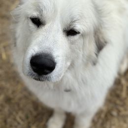 Great Pyrenees All Grown Up from McCarthy Ranchette