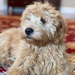 Goldendoodles from Paradise Doodles