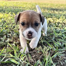 June - White and tan female Russell Terrier puppy in Valley Mills, Texas from Bar Rafter C Shorty Jacks