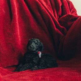 Poodle Puppies from Melia Poodles