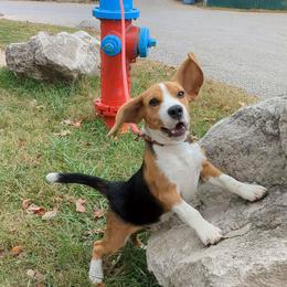 Frankie - Beagle