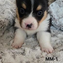 MM-1 - Black and tan male Pembroke Welsh Corgi puppy in Ely, Minnesota from RJ's Corgis