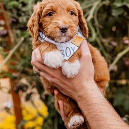 Blue boy - Red  male Goldendoodle puppy in Damascus, Oregon from Emma Doodles