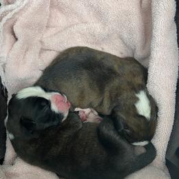 Boxer puppies from Tracy's Boxers